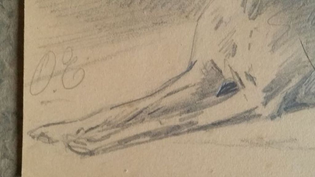 Deense Dog kopen? Bied vanaf 500!