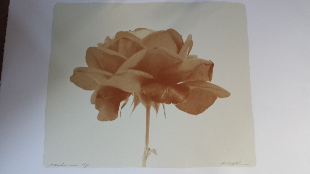 Paul Blanca: zeefdruk, Roos 1 verkocht voor € 99!