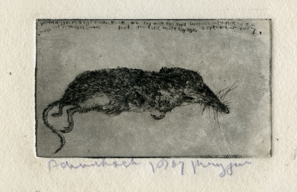 Frans Lodewijk Pannekoek (1937) - Spitsmuisje, 1967 - ets/drogenaald verkocht voor € 200!