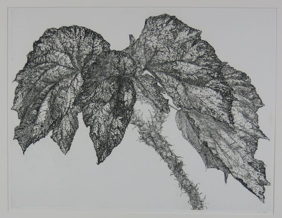 Reinder Homan: Ets, Begonia verkocht voor € 55!