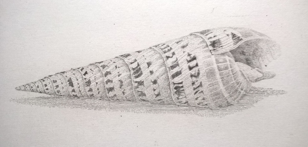 Gerard van Rooy – Subula maculata - gesigneerde ets  kopen? Bied vanaf 75!