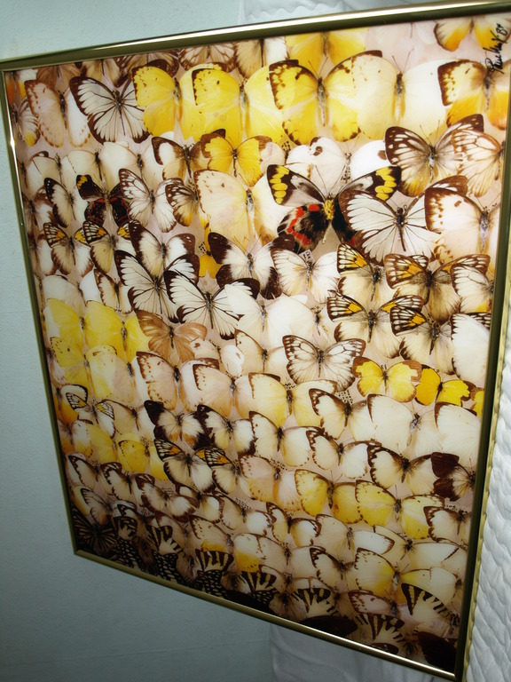 Paul Huf – Zeer grote gesigneerde foto – Vlinders - Oplage 1 – 1984  kopen? Bied vanaf 750!