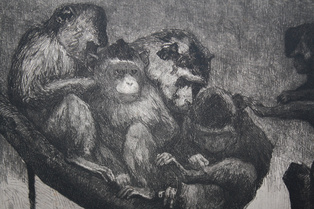 CJ Mension - ETS APEN kopen? Bied vanaf 40!