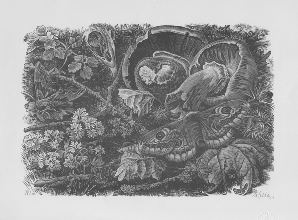 Dirk van Gelder: Vlinder, houtgravure, 1951  verkocht voor € 40!