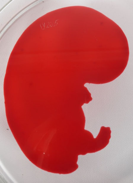 Lisette Verkerk: Beschilderd petrischaaltje, Origins kopen? Bied vanaf 35!