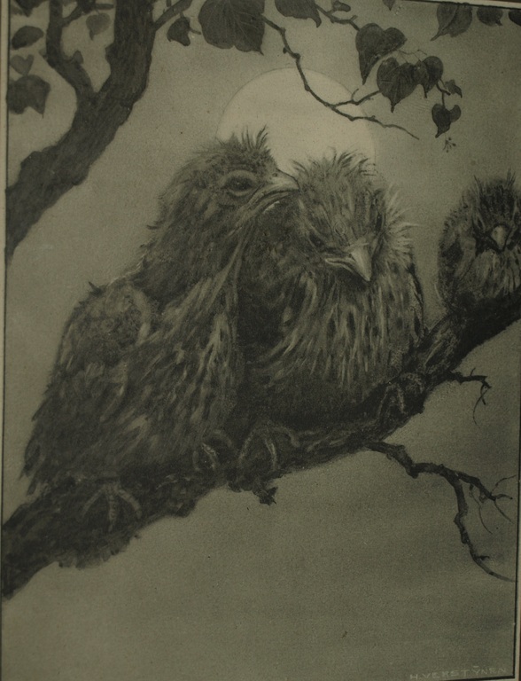 Henri Verstijnen (1882-1940)  : Litho – Jonge vogels – Ingelijst- ca 1930 kopen? Bied vanaf 1!