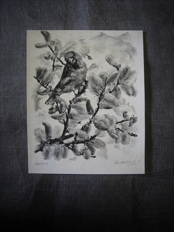 Magnifiek Grafisch werk van A van Dobbenburgh "Appelvink" gesigneerd 1945 kopen? Bied vanaf 1!