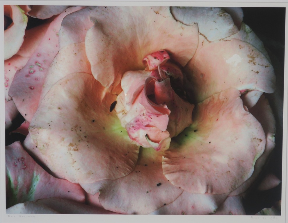 Bert Houweling: Foto, Roos 30 - Ingelijst verkocht voor € 60!