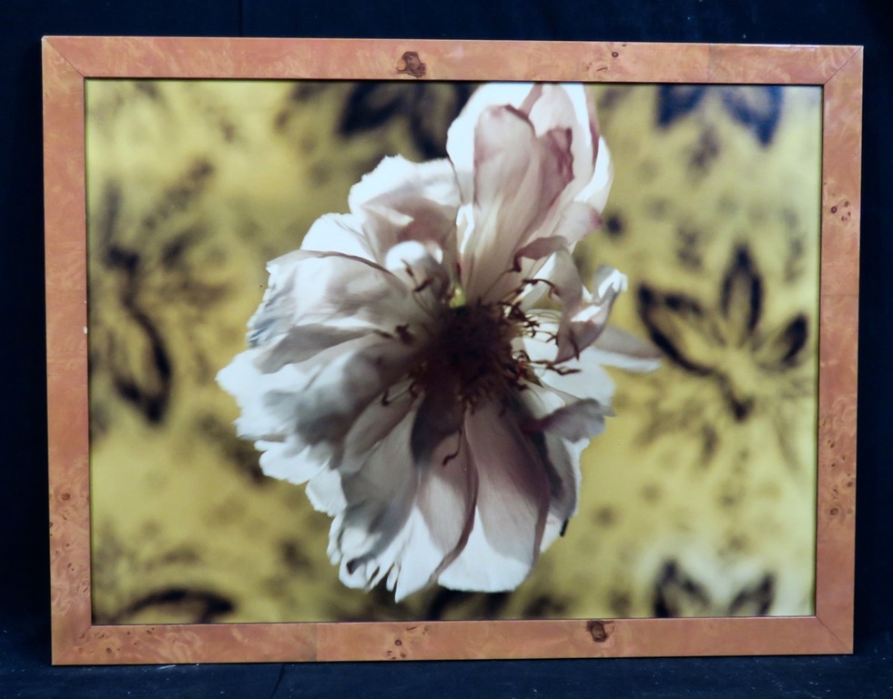 Bob Negryn: Foto, Vliegende bloem - Ingelijst kopen? Bied vanaf 1!