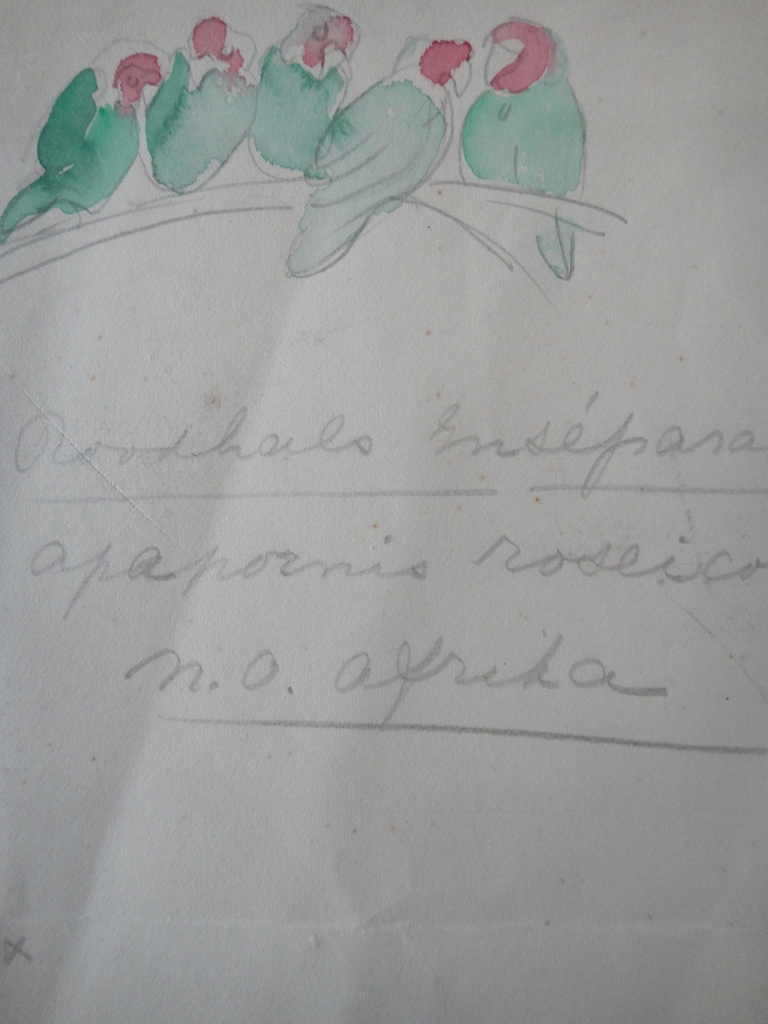 Tini van Doornik (1906-1980), aquarel, 4 schetsen van vogels kopen? Bied vanaf 1!