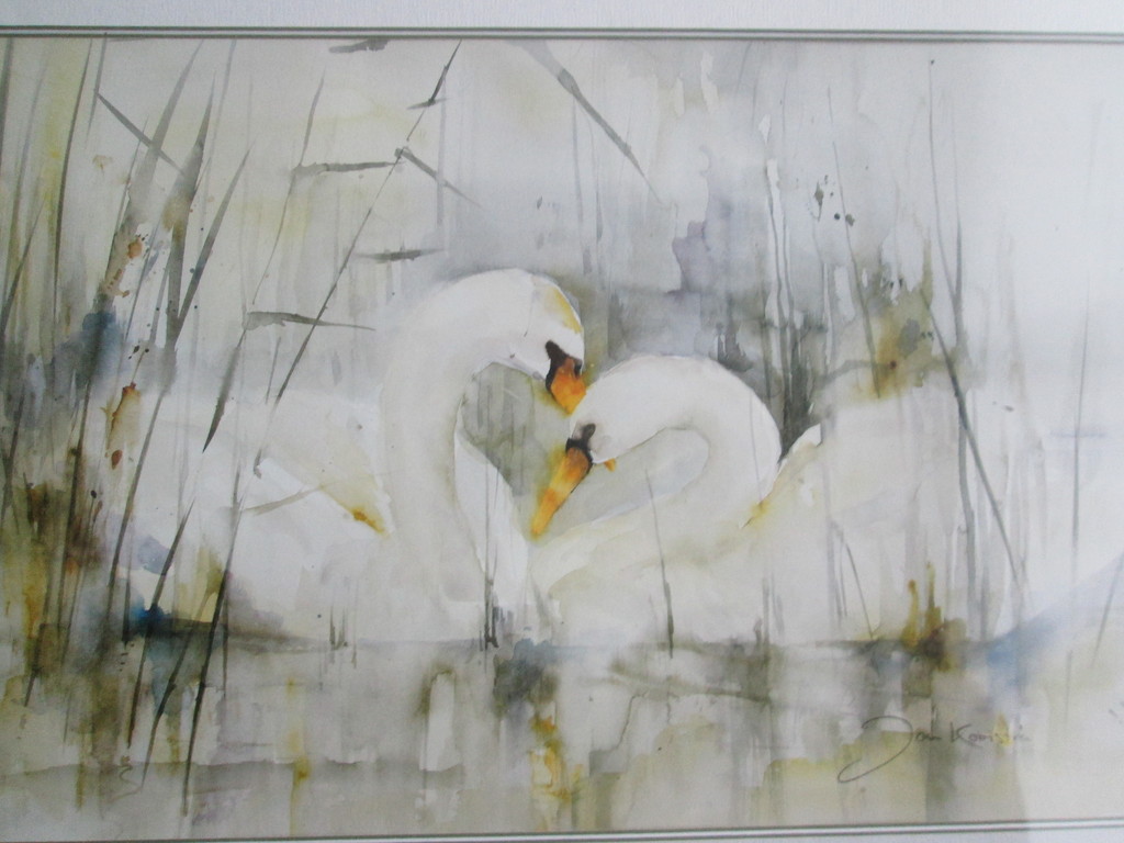 zwanen kopen? Bied vanaf 1!