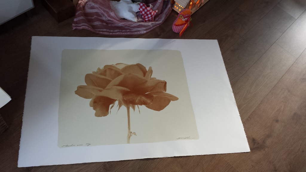 Paul Blanca: zeefdruk, Roos 1 kopen? Bied vanaf 99!