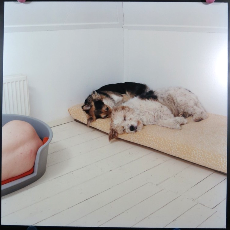 Maarten Wetsema - Foto - Zelfportret met Honden kopen? Bied vanaf 45!