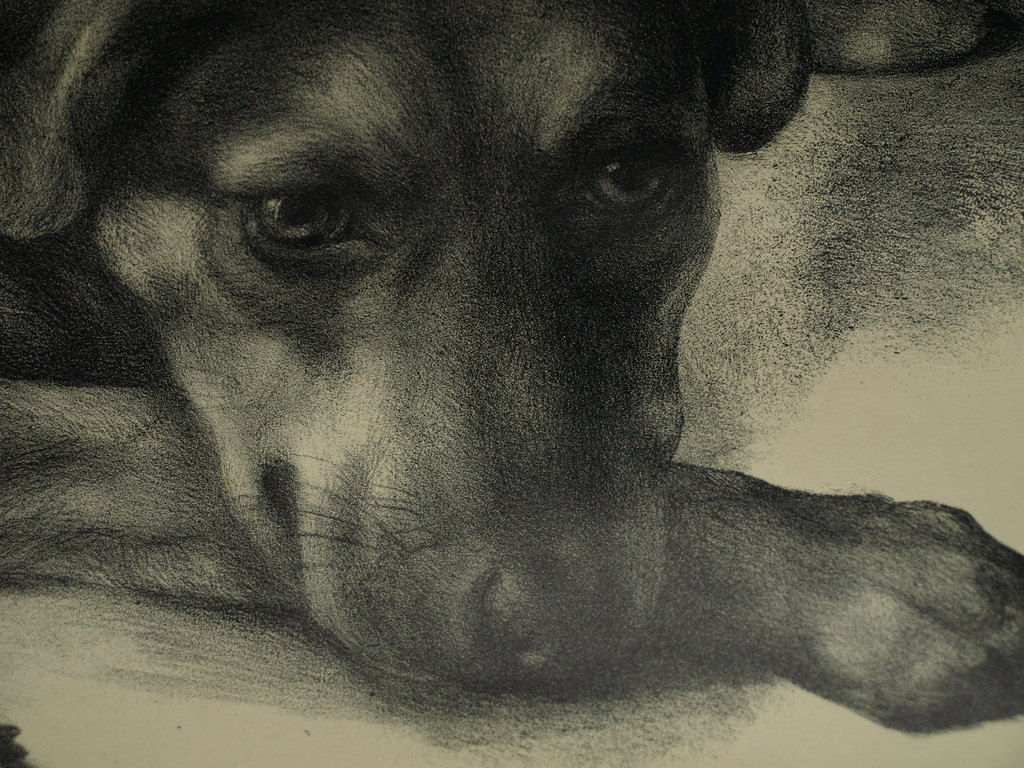 Aart van Dobbenburgh : Litho – Hond – Gesigneerd - 1969 kopen? Bied vanaf 1!