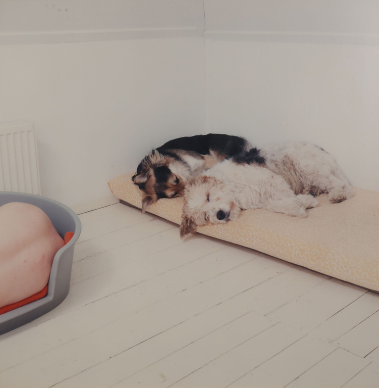 Maarten Wetsema: Foto, Zelfportret met honden - Ingelijst kopen? Bied vanaf 1!