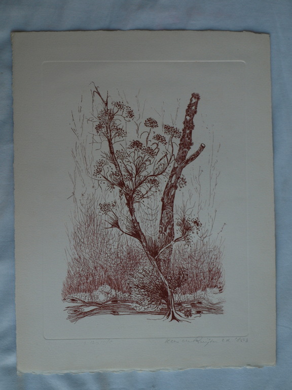 Kees de Ruijter : Ets , Bloeiende tak – gesigneerd - 1985 kopen? Bied vanaf 1!