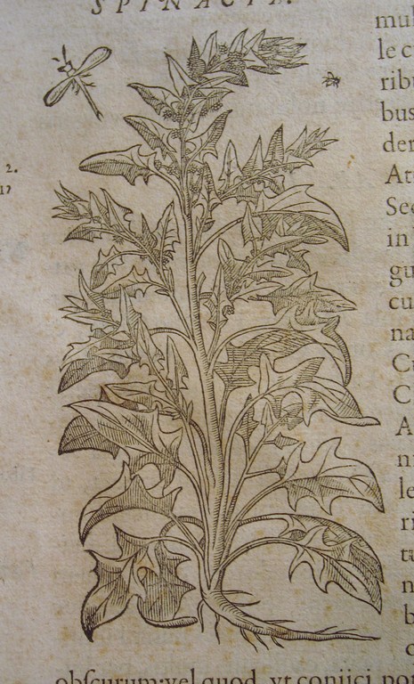 Botanische kopergravure - vroeg 18e eeuw - spinazie kopen? Bied vanaf 1!