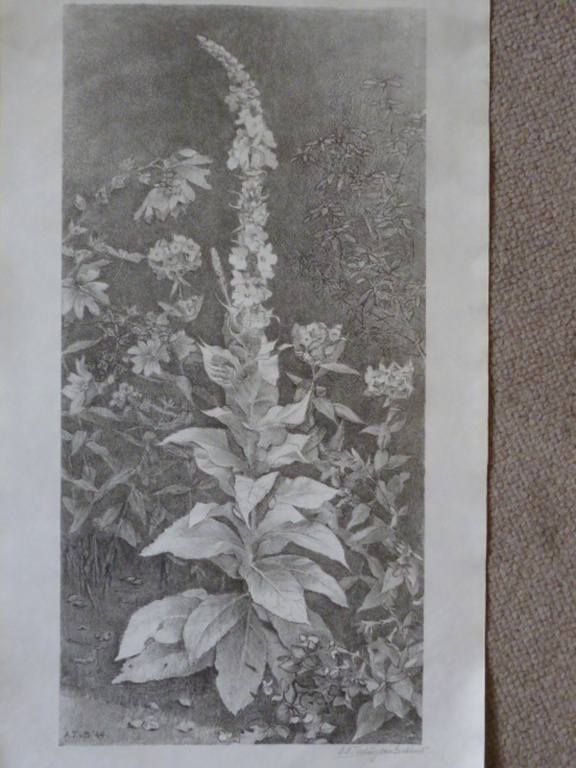 Anna Catharina Teding van Berkhout - litho - Ridderspoor kopen? Bied vanaf 40!