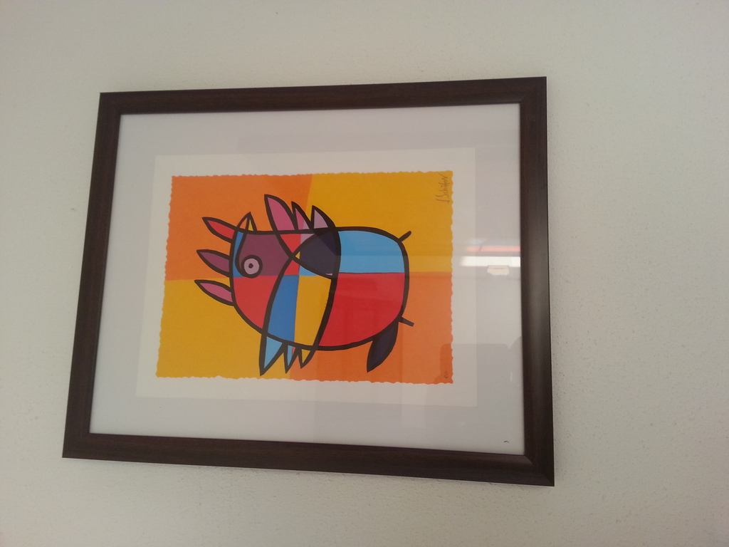 Oranje/ Gele vogel kopen? Bied vanaf 45!