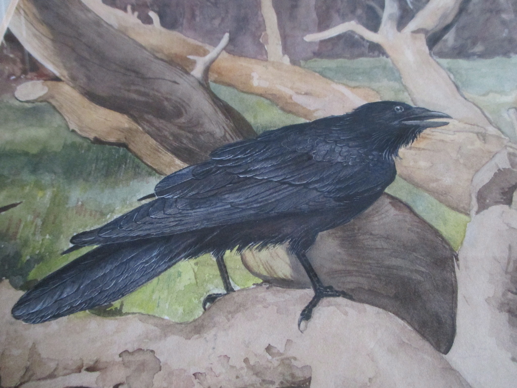 Marius Kolvoort, Ingelijste aquarel, Vogel kopen? Bied vanaf 35!