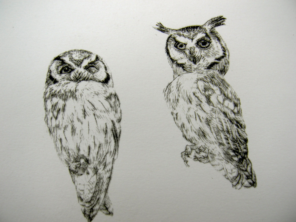 Peter Vos, droge naald: Otus Leucotis kopen? Bied vanaf 50!