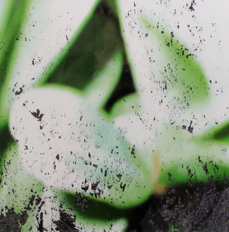 Reinoud van Vught: Foto, Herbarium - Ingelijst kopen? Bied vanaf 100!