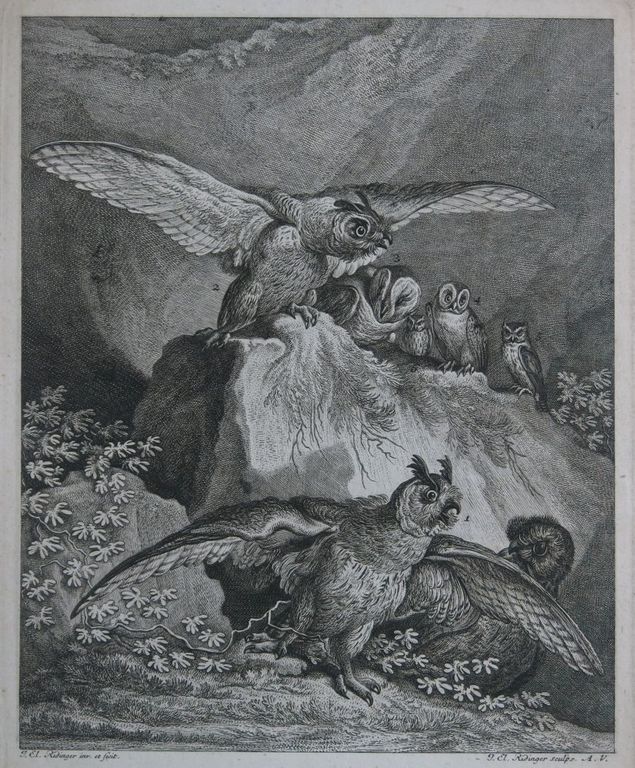 Johann Elias Ridinger: Ets, Uil II verkocht voor € 35!