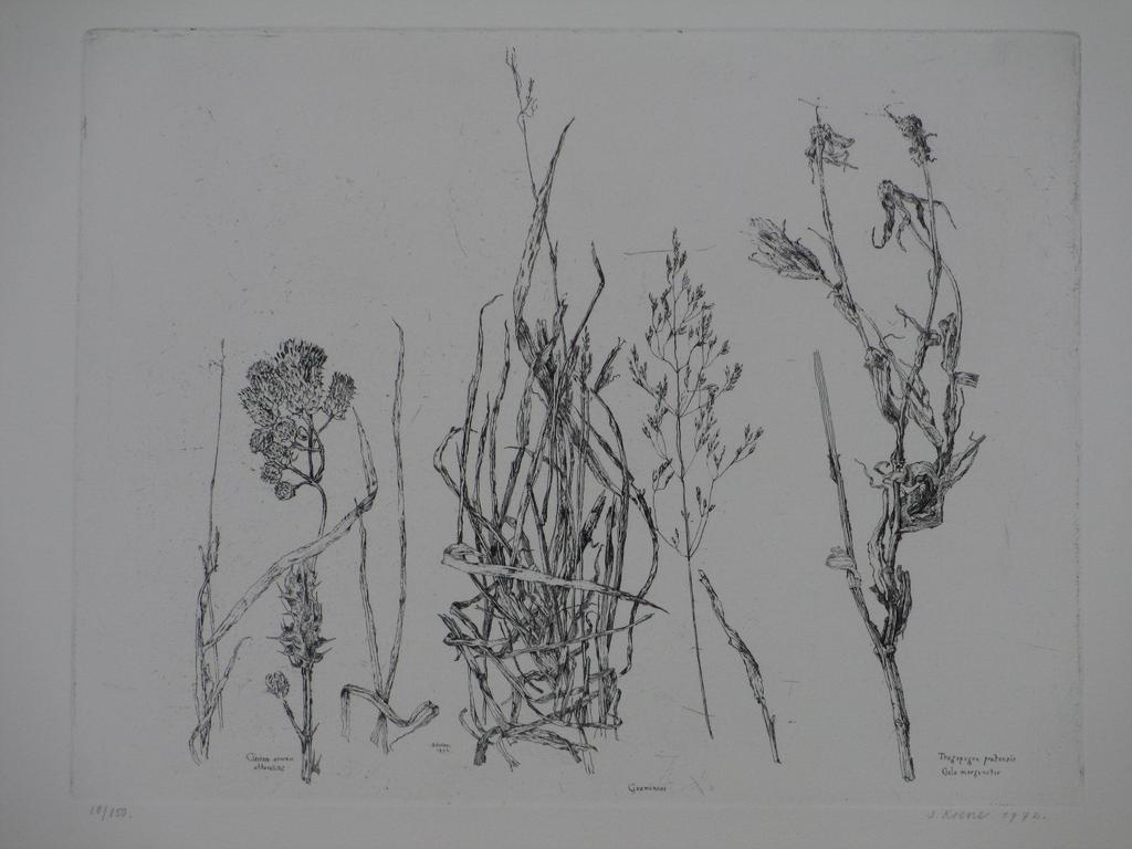 Simon Koene, Plantensoorten, Ets 1972 verkocht voor € 45!