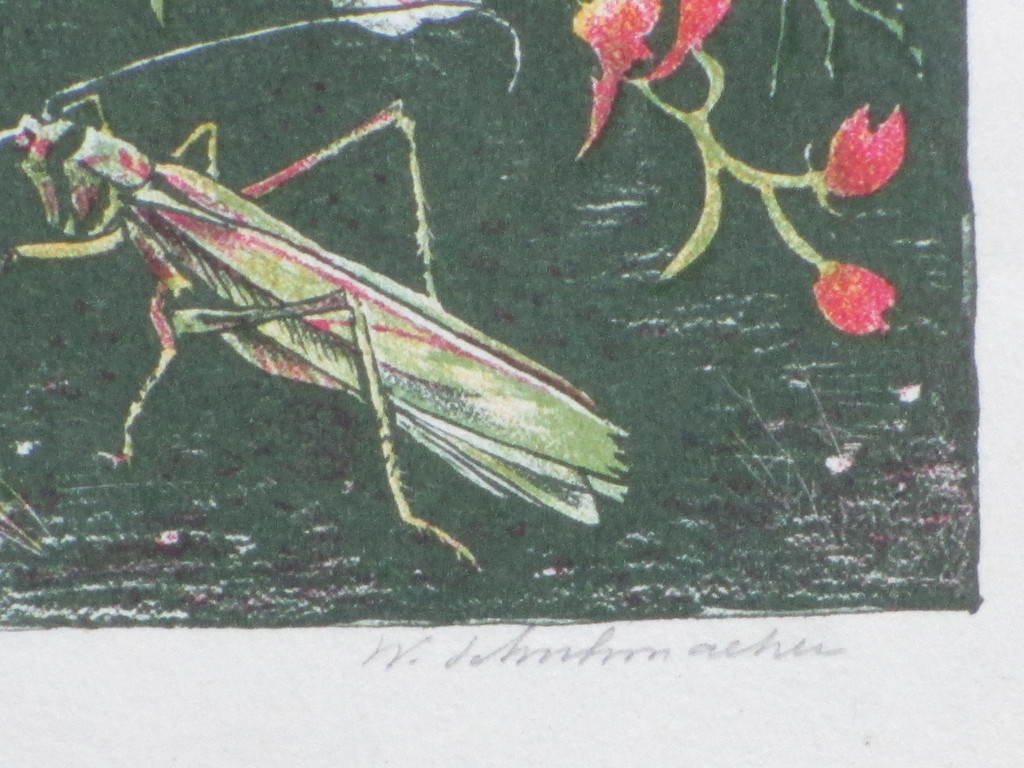 Wim Schuhmacher, Planten en insekten, Kleurenlitho kopen? Bied vanaf 30!