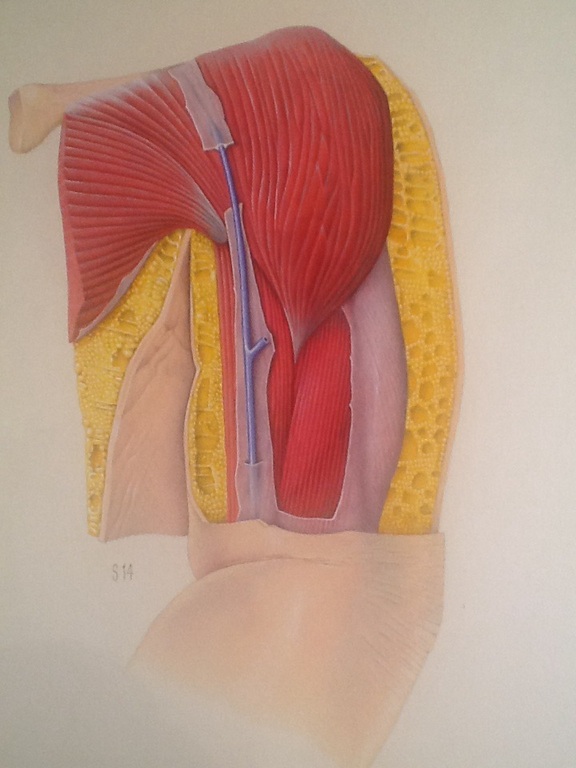 Vroeg werk van Ger Siks, anatomische tekening  van bovenarm S14 kopen? Bied vanaf 150!
