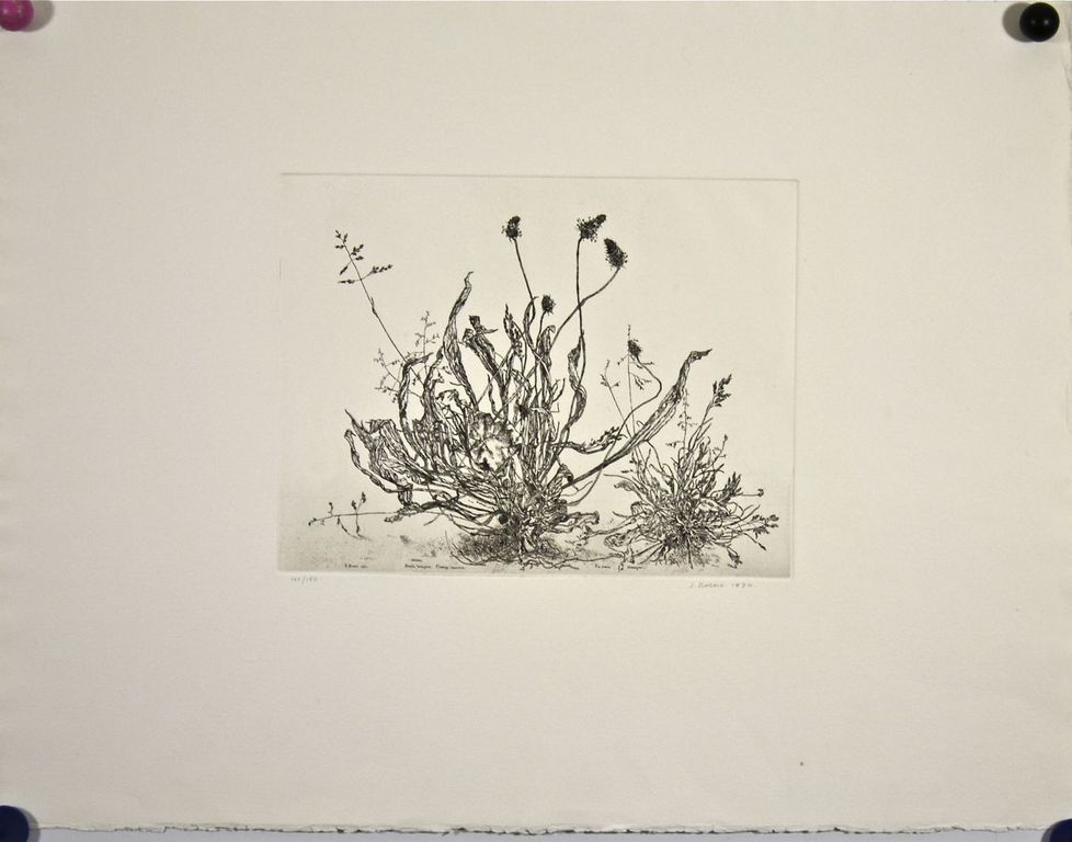 Simon Koene: Ets. Smalle weegbree kopen? Bied vanaf 50!