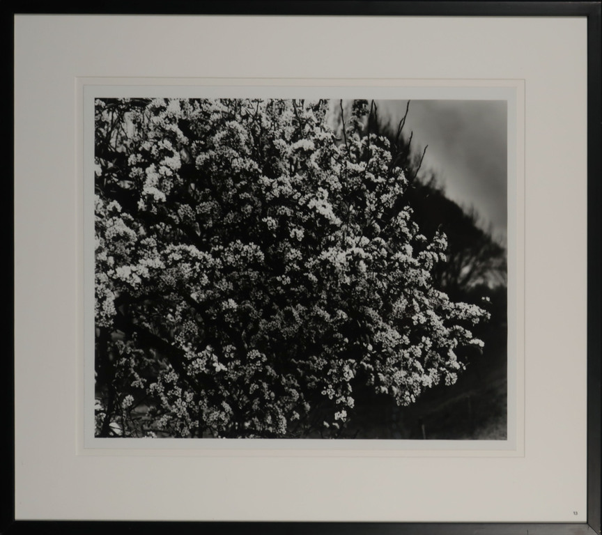 Freddy Rikken: Foto, Z.T. Bloesem - Ingelijst kopen? Bied vanaf 1!