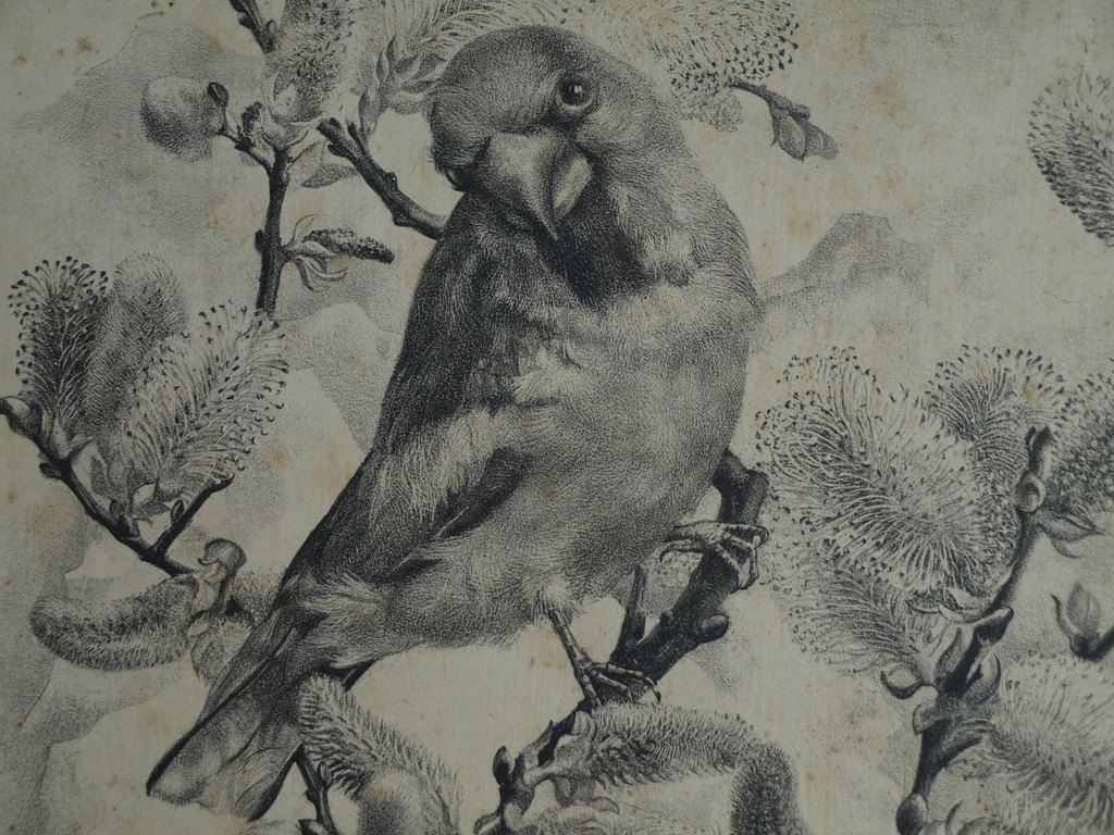 Aart van Dobbenburgh : Litho , Appelvink – Gesigneerd – 1945 – oplage 30 kopen? Bied vanaf 1!