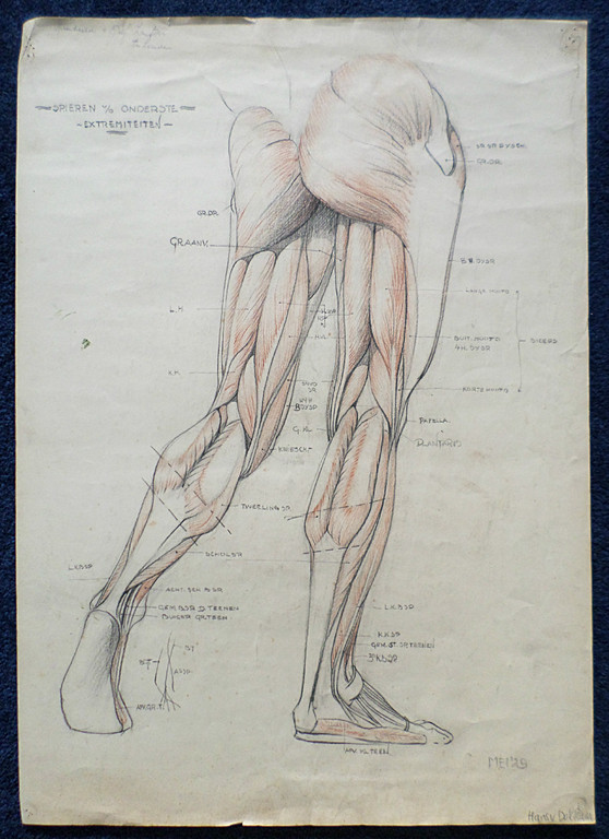 Hans van Dokkum - Anatomische studie v/d onderste extremiteiten, tekening kopen? Bied vanaf 1!