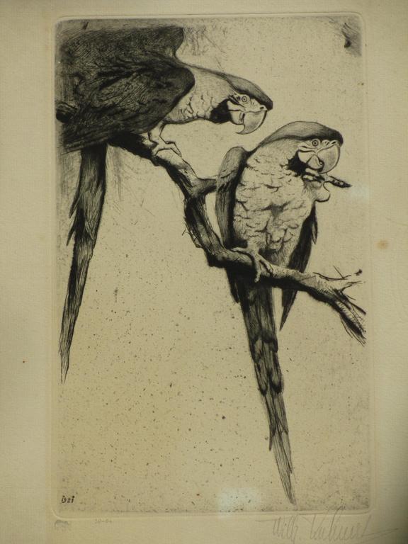 F.W.Kuhnert, Papagaaien, Ets 1921 kopen? Bied vanaf 40!