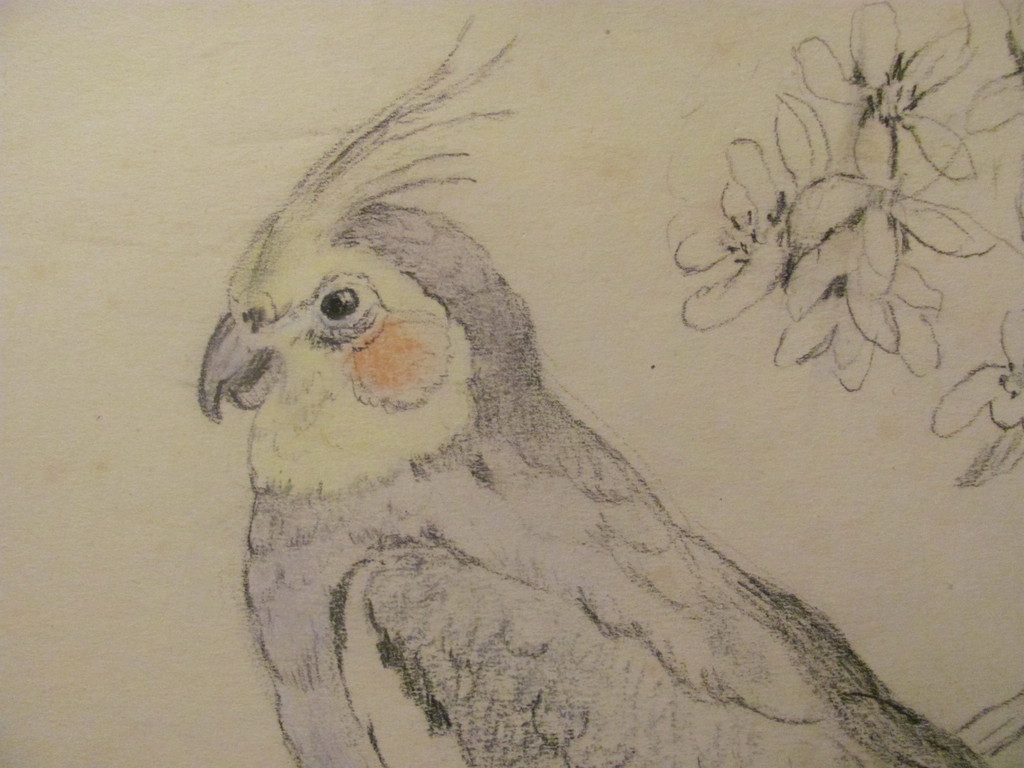 Marie Kelting (1886-1969) - gekleurde tekening van een valkparkiet kopen? Bied vanaf 10!