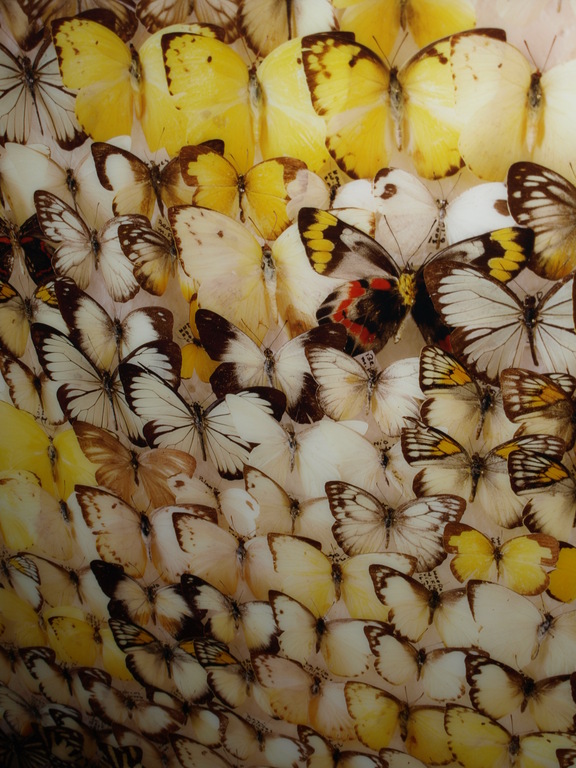 Paul Huf – Zeer grote gesigneerde foto – Vlinders - Oplage 1 – 1984 kopen? Bied vanaf 750!