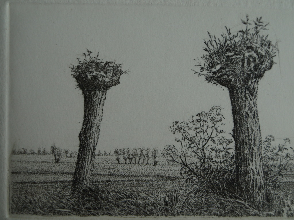 Han van Hagen (1944-) : Ets – Knotwilgen – gesigneerd – 1987 kopen? Bied vanaf 1!