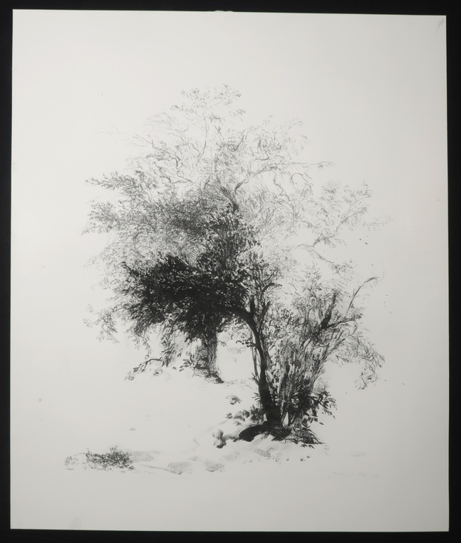 Jaap Kruijff: Litho, Z.T. Boom kopen? Bied vanaf 1!
