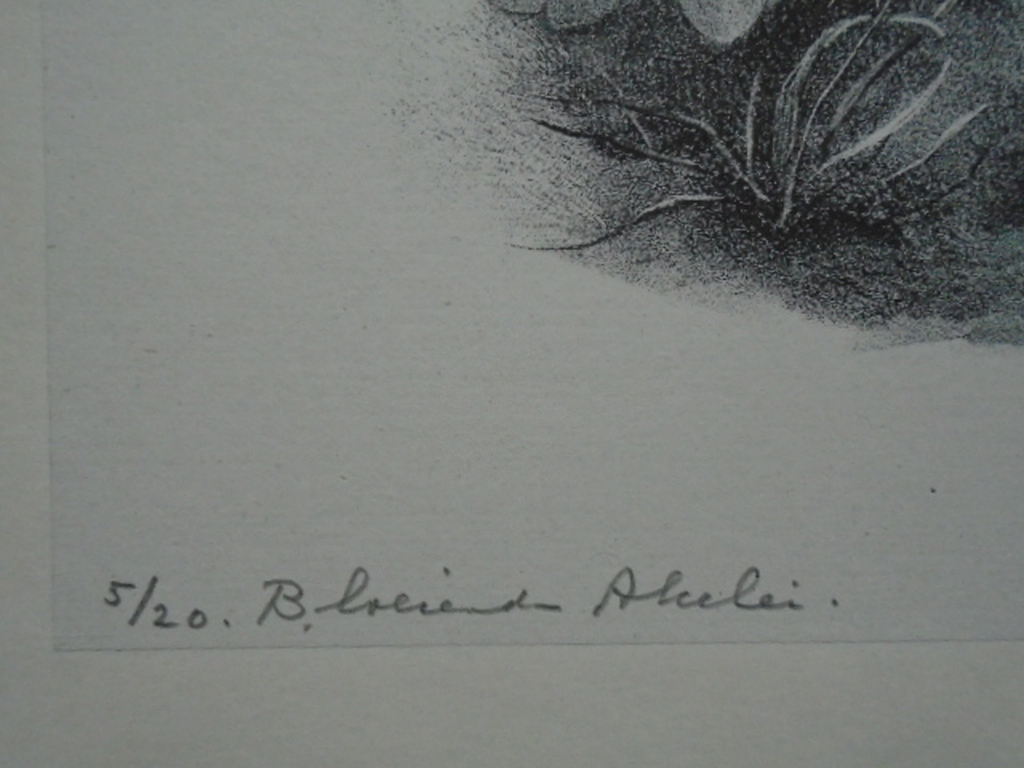 Aart van Dobbenburgh - litho - Bloeiende akelei kopen? Bied vanaf 35!