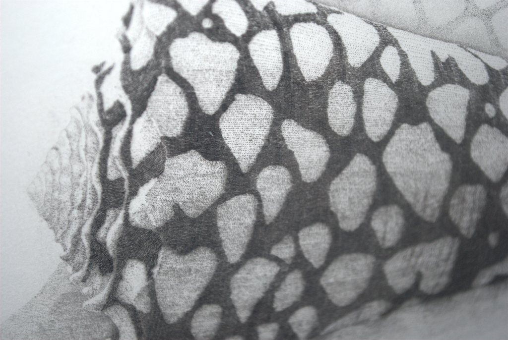 Conus Marmoreus -- ETS -- 1981 -- oplage 60 verkocht voor € 55!