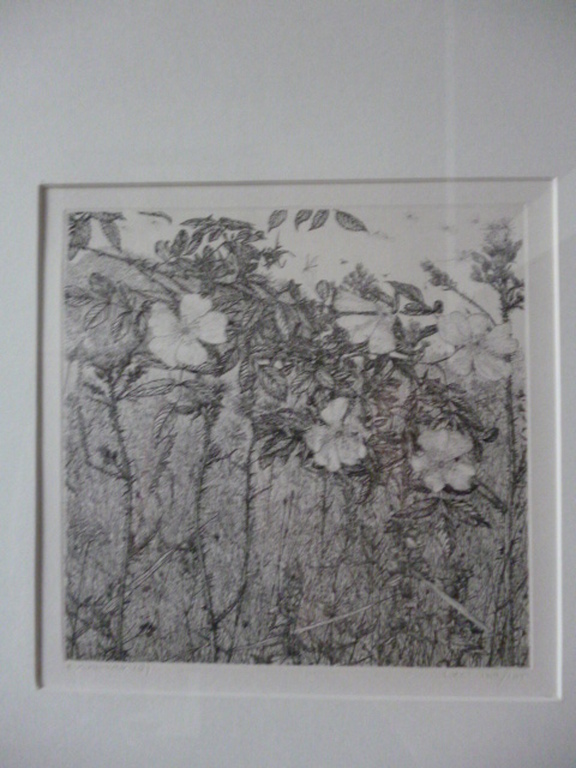 Reinder Homan - ets - Hondsroos verkocht voor € 90!