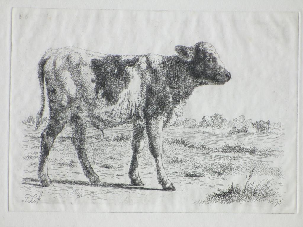 Frans Lebret, Jonge stier, Ets verkocht voor € 60!