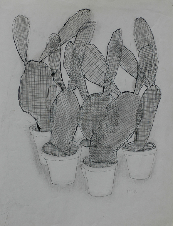 Cactus kopen? Bied vanaf 80!