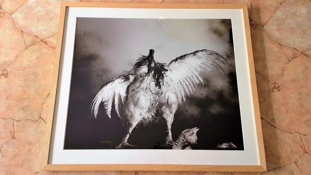 Paul Blanca, foto, 'pollo sin cabeza', oplage 5  kopen? Bied vanaf 350!