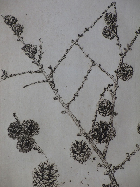 Andreas Schotel, Denneappels, Ets kopen? Bied vanaf 40!