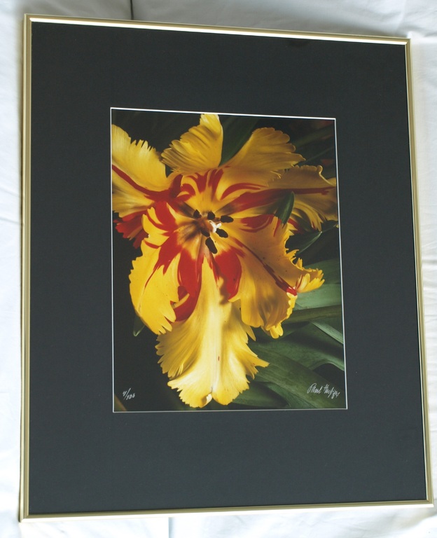 Paul Huf : Foto - Flowers - Tulp - Gesigneerd - Ingelijst - 1984  kopen? Bied vanaf 275!