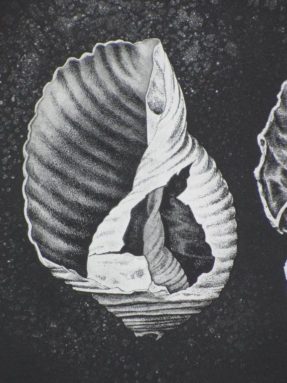 Dick Stolwijk, Verweerde schelpen, Ets kopen? Bied vanaf 55!