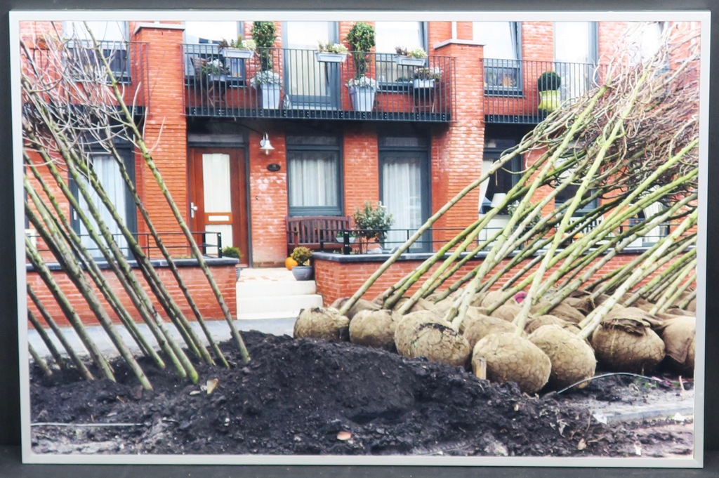 Mieke Gresnigt: Foto, Bomen -Ingelijst kopen? Bied vanaf 1!
