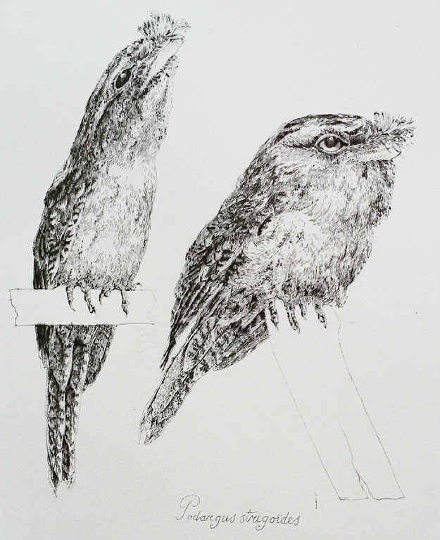 Peter Vos - Podargus strigoides, droge naald ets (eerste druk) verkocht voor € 150!